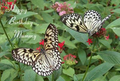 Happy Mummy Birthday Photographic Greeting Card Large Tree Nymph Butterfly