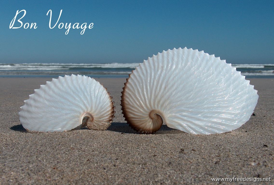 Bon Voyage Photographic eCard Nautilus Seashells