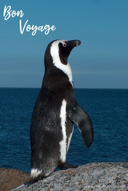 Bon Voyage Photographic eCard Penguin