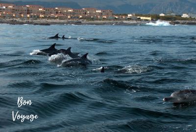 Bon Voyage Photographic Greeting Card Dolphins