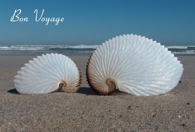 Bon Voyage Photographic Greeting Card Nautilus Seashells