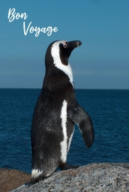 Bon Voyage Photographic Greeting Card Penguin