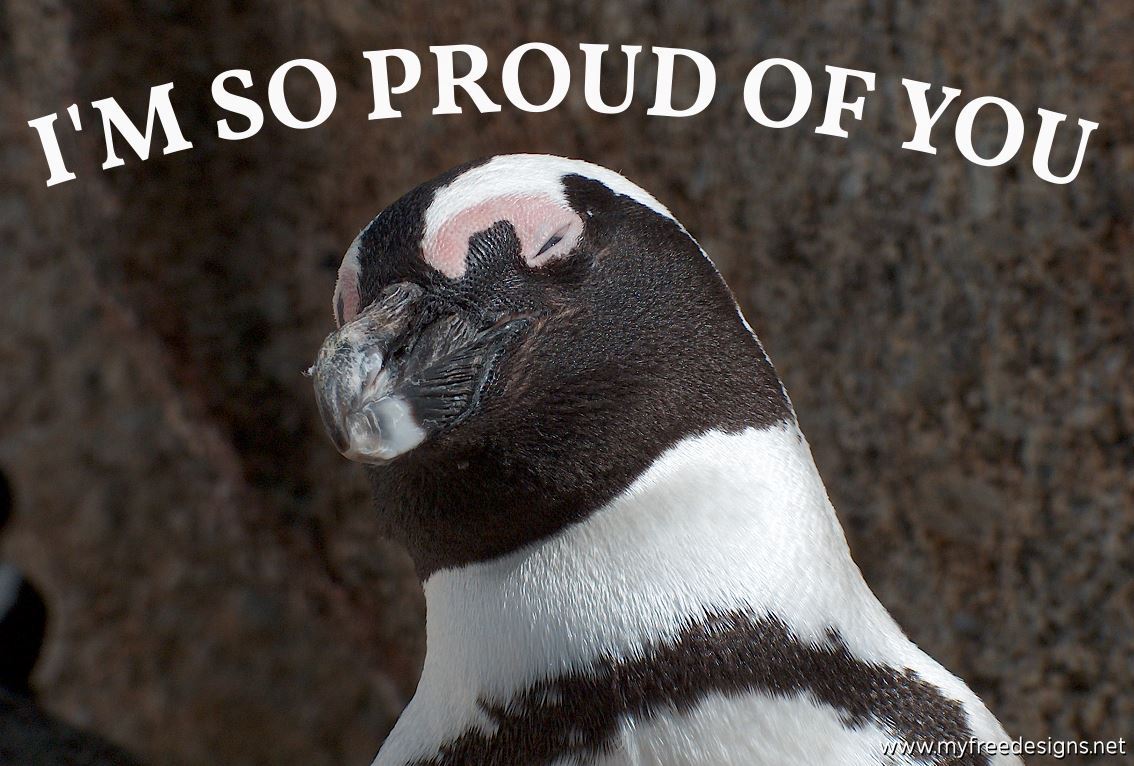 Congratulations Photographic eCard Penguin