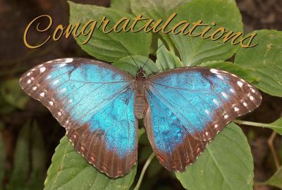 Congratulations Photographic Greeting Card Blue Morpho Butterfly