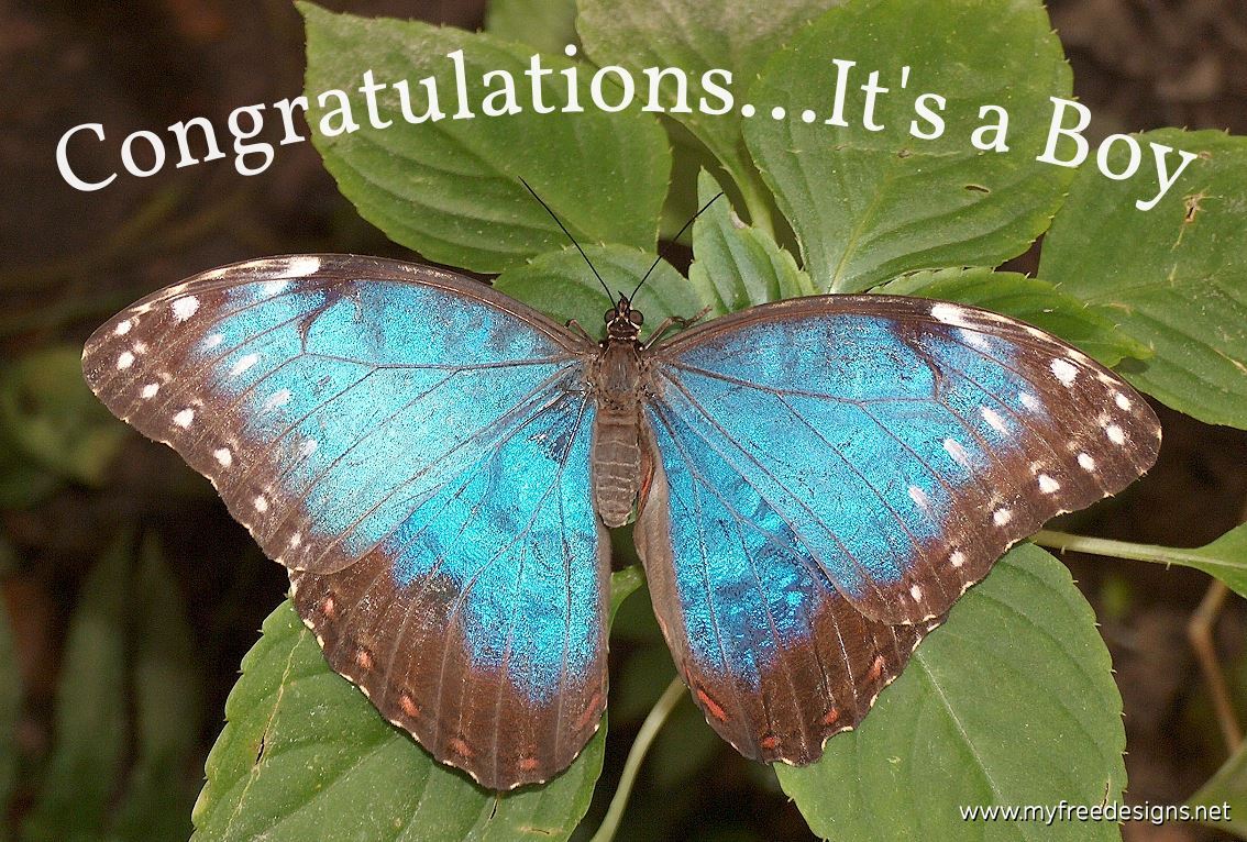 Congratulations It's a Boy Photographic eCard Blue Morpho Butterfly