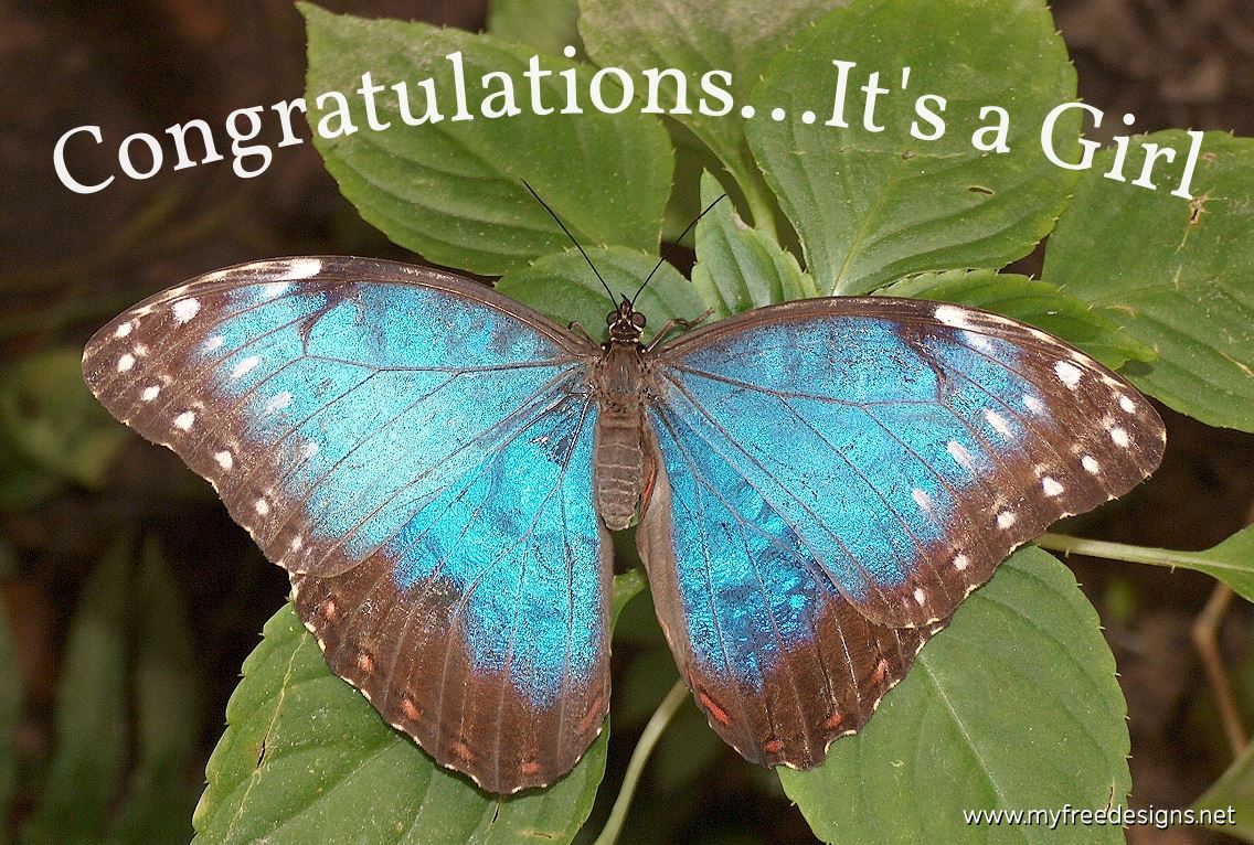 Congratulations It's a Girl Photographic eCard Blue Morpho Butterfly