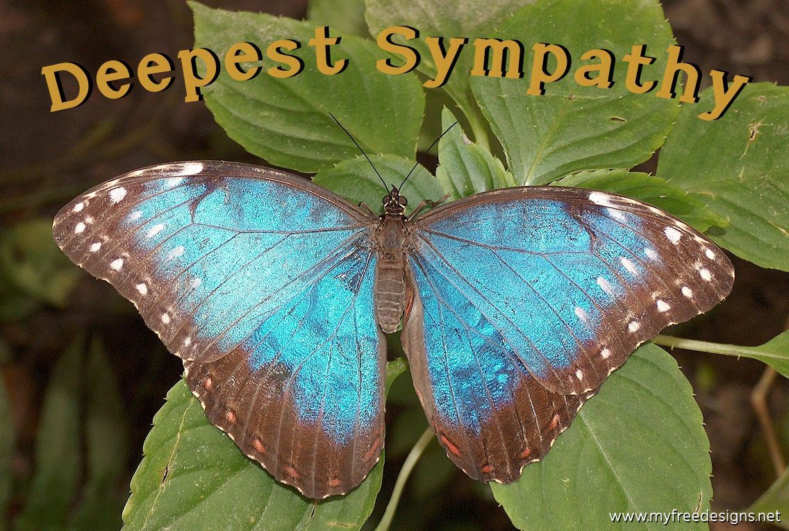 Deepest Sympathy Photographic eCard Blue Morpho Butterfly