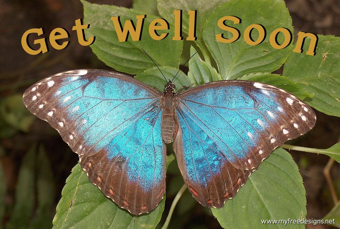 Get Well Soon Photographic eCard Blue Morpho Butterfly