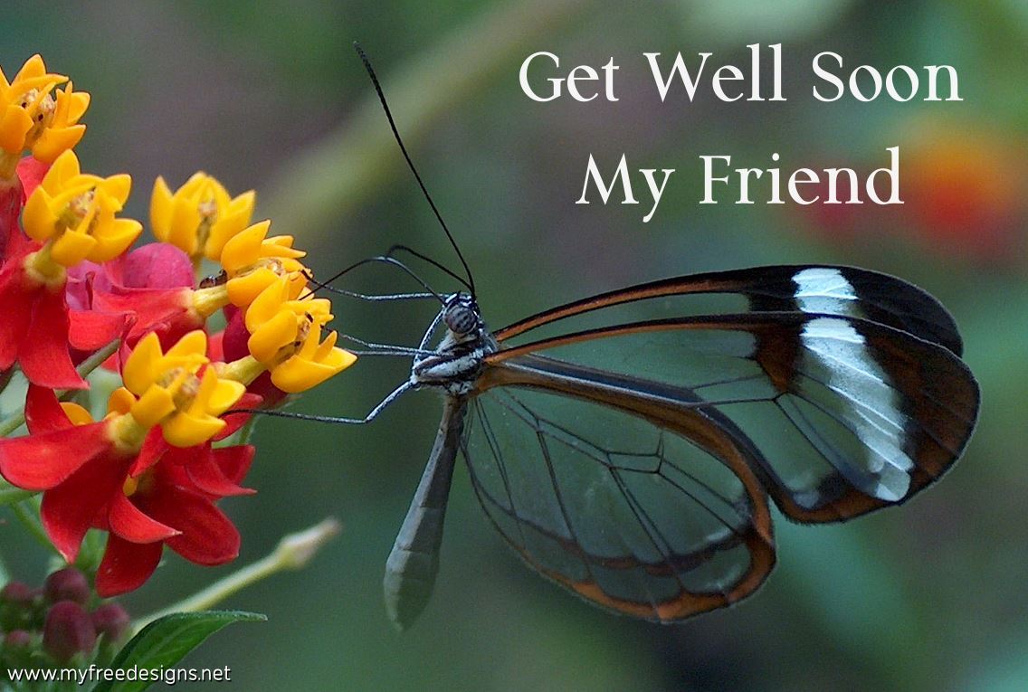 Get Well Soon Photographic eCard Glasswinged Butterfly