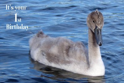 Happy 1st Birthday Photographic Greeting Card Cygnet