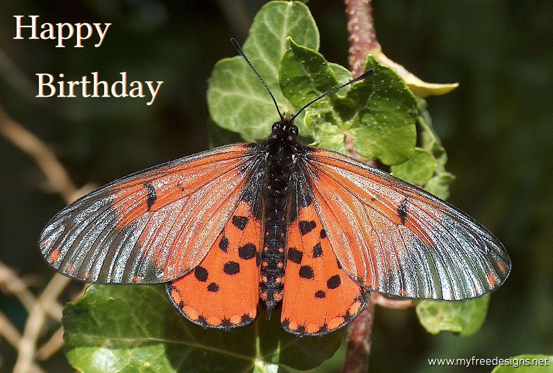 Happy Birthday Photographic eCard Acara Acrea Butterfly 01