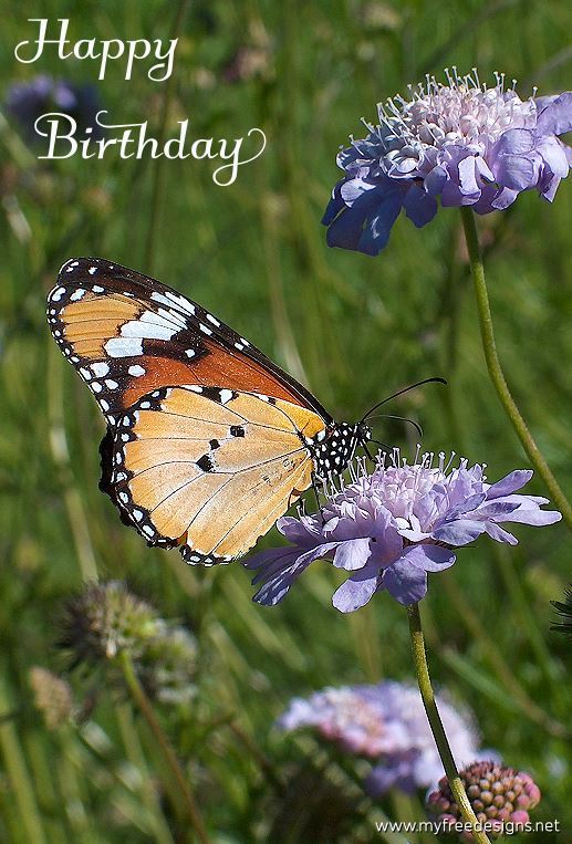 Happy Birthday Photographic eCard African Monarch Butterfly 01