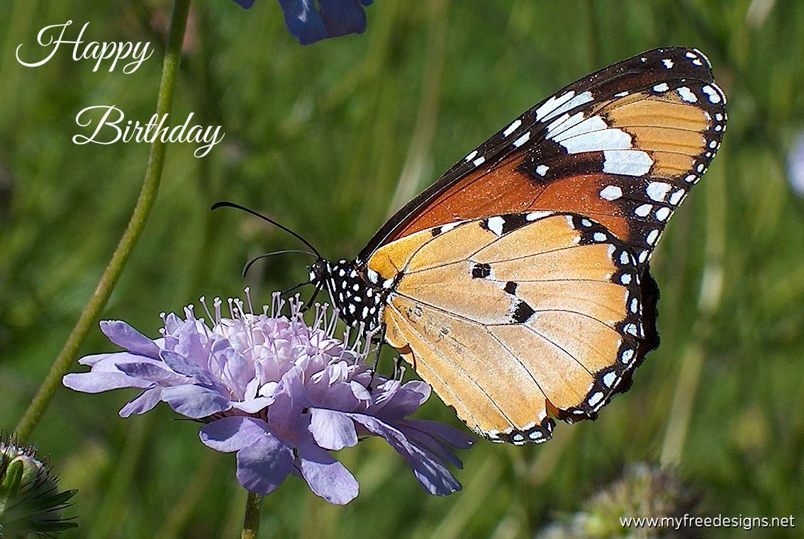 Happy Birthday Photographic eCard African Monarch Butterfly 02