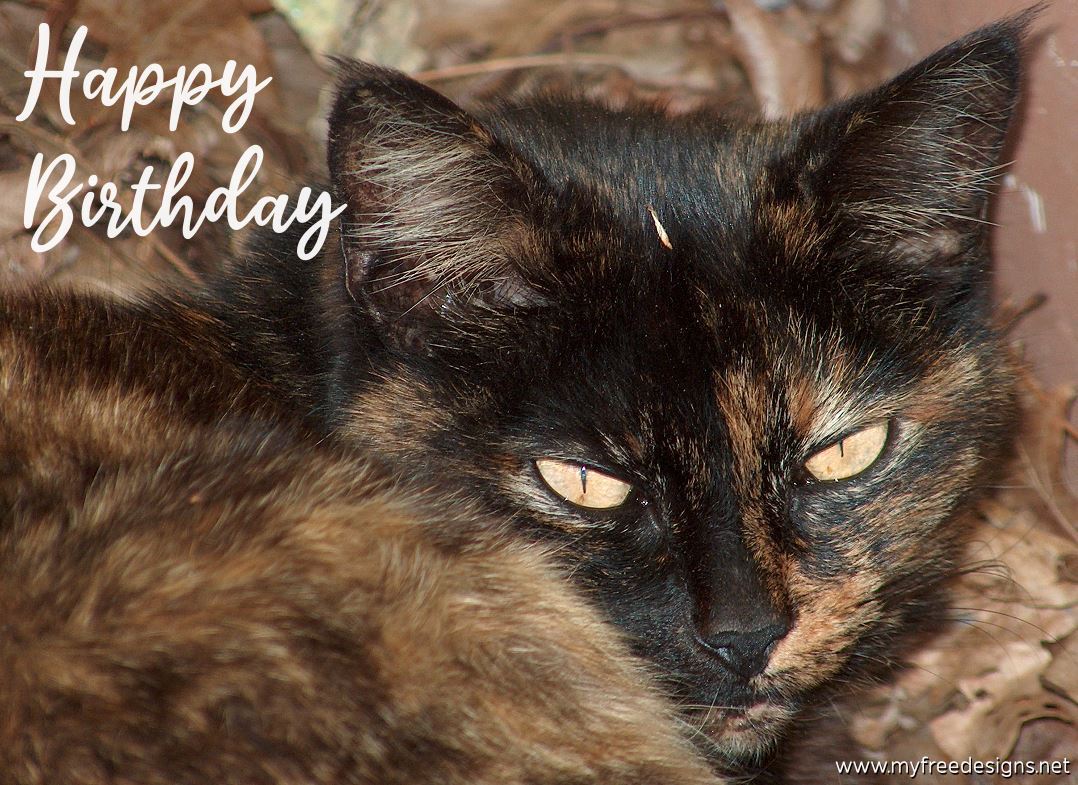 Happy Birthday Photographic eCard Cat