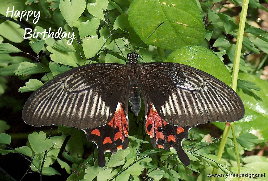 Happy Birthday Photographic eCard Common Mormon Butterfly 01