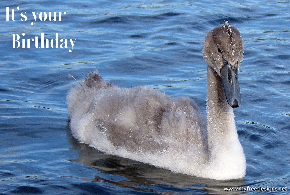 Happy Birthday Photographic eCard Cygnet