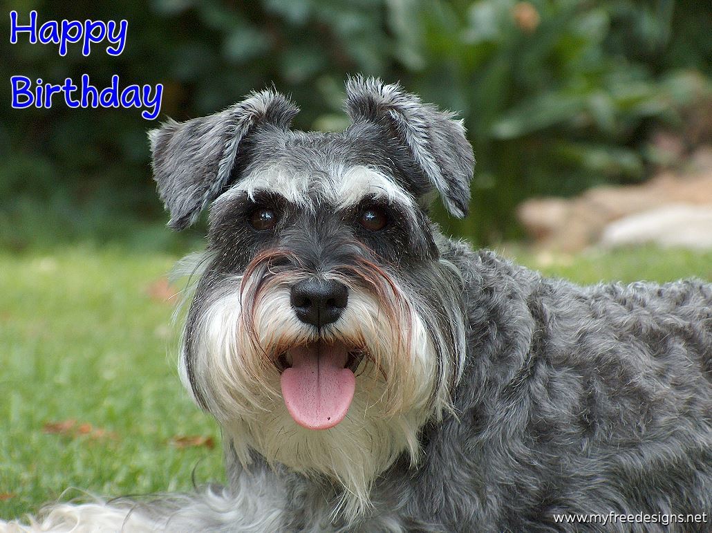 Happy Birthday Photographic eCard Dog 02