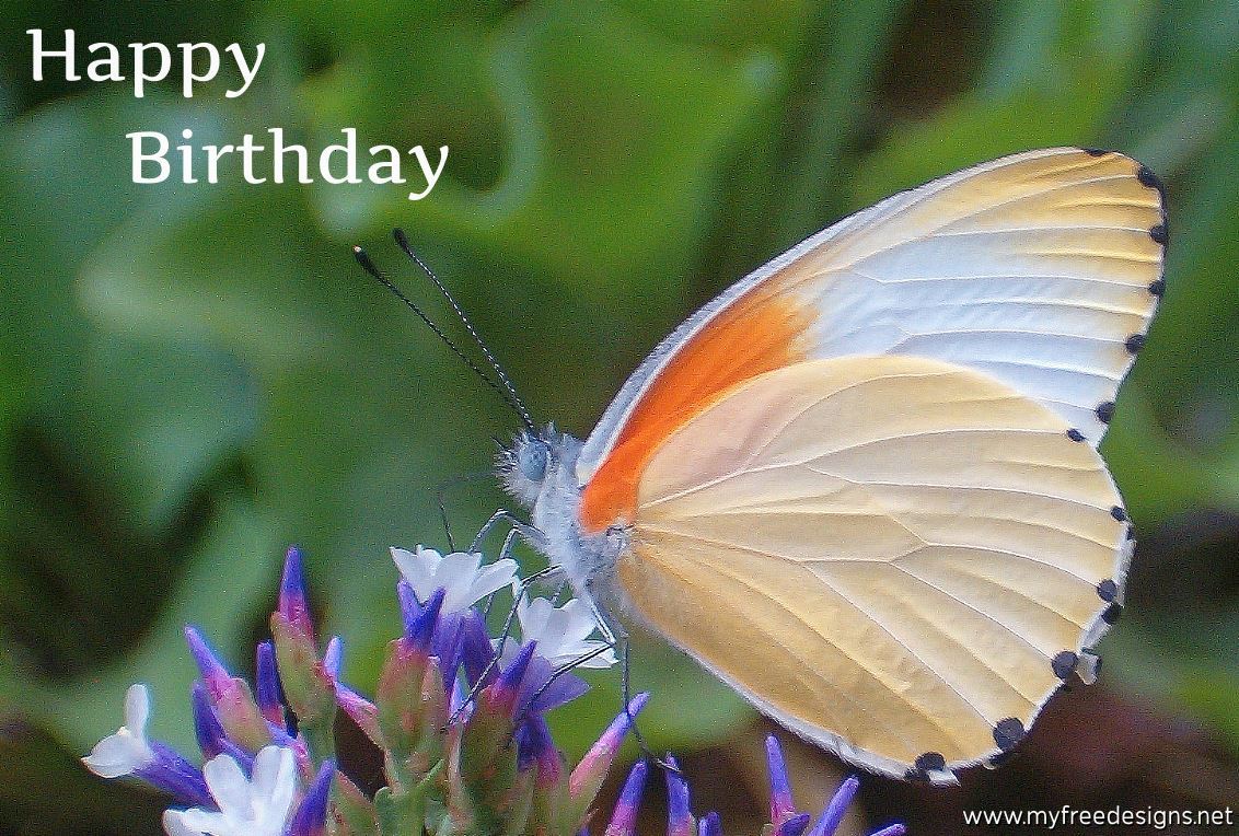 Happy Birthday Photographic eCard Common Dotted Border Butterfly