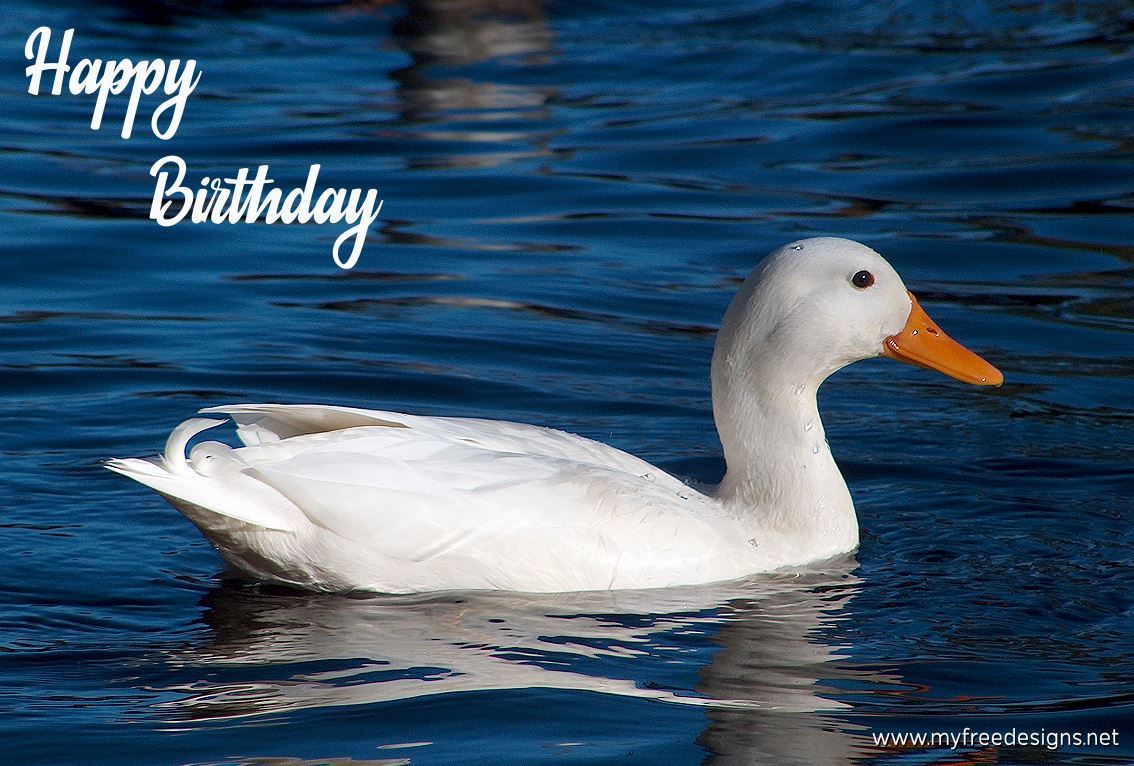 Happy Birthday Photographic eCard Duck 01