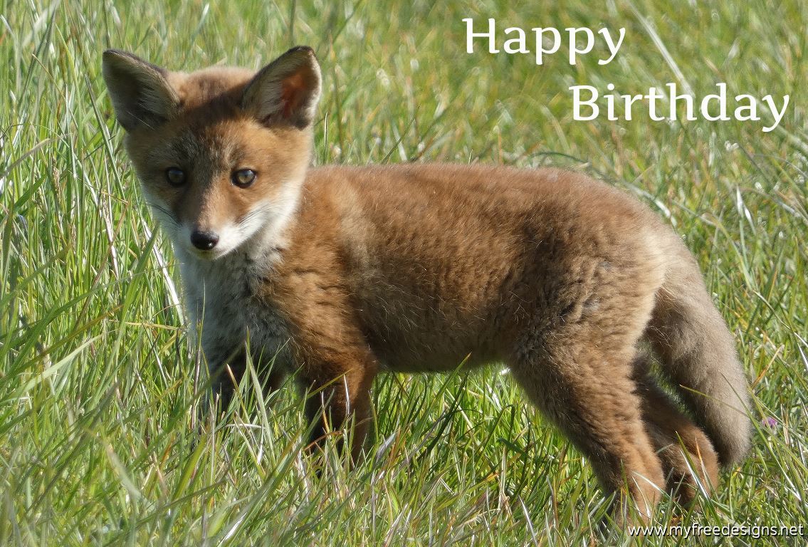 Happy Birthday Photographic eCard Fox 01