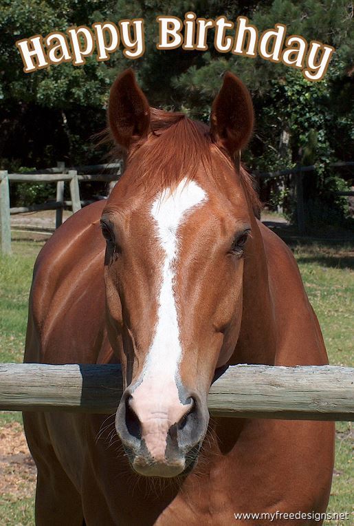 Happy Birthday Photographic eCard Brown Horse 01