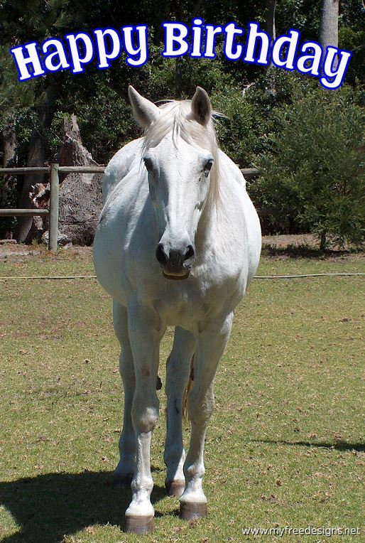 Happy Birthday Photographic eCard White Horse 01