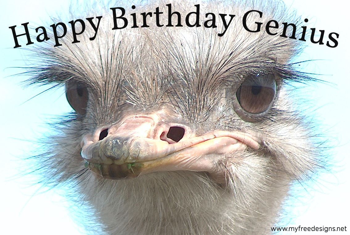 Happy Birthday Photographic eCard Ostrich