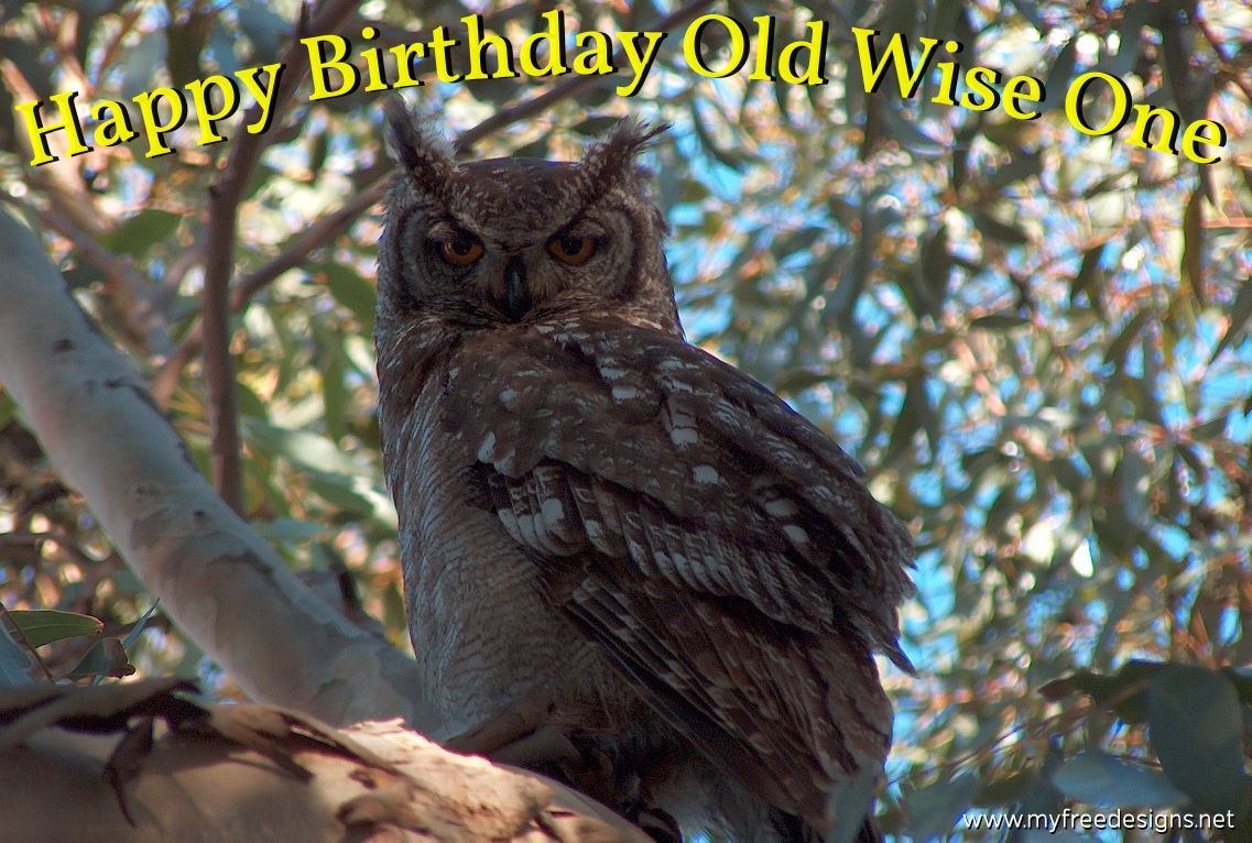 Happy Birthday Photographic eCard Owl 2