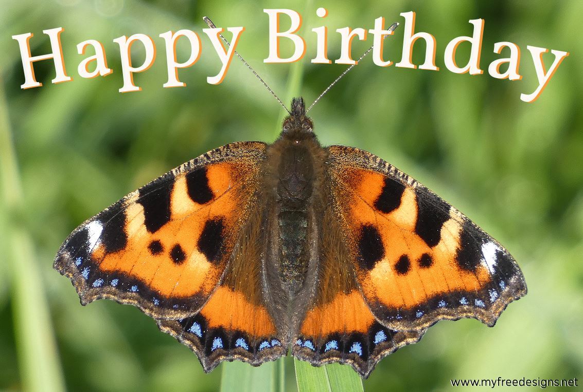 Happy Birthday Photographic eCard Small Tortoiseshell Butterfly