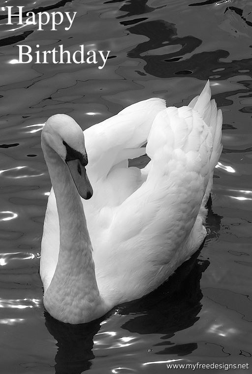 Happy Birthday Photographic eCard Swan 01