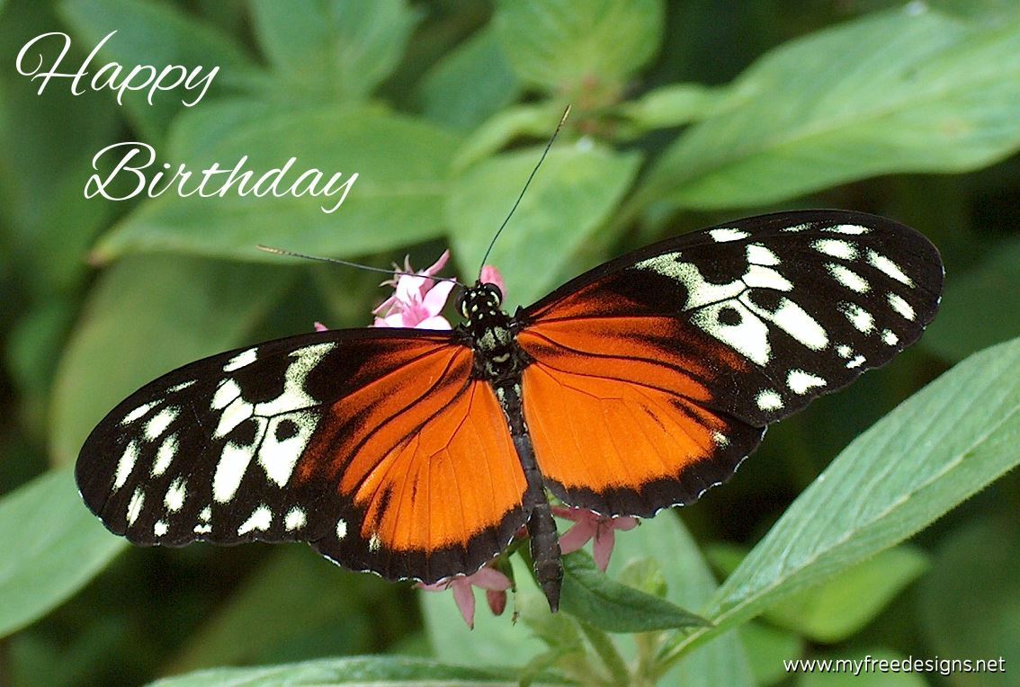 Happy Birthday Photographic eCard Tiger Heliconian Butterfly 02