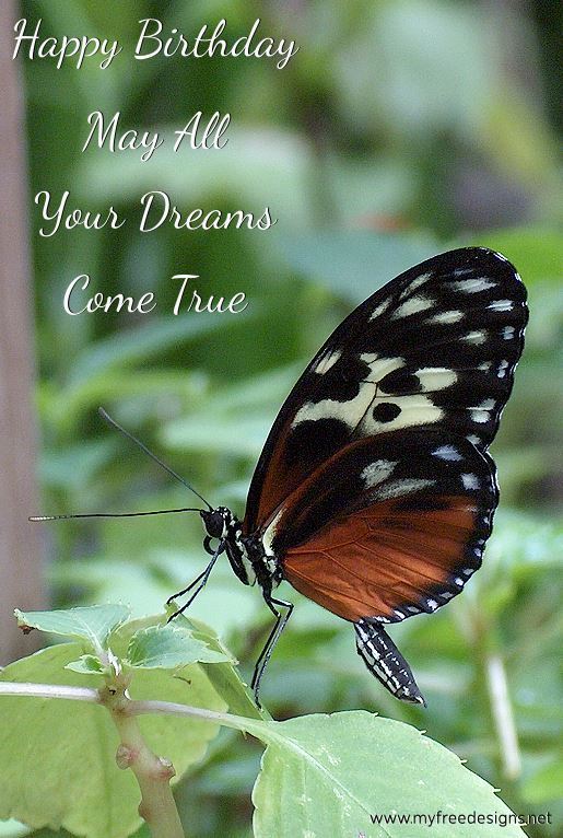 Happy Birthday Photographic eCard Butterfly