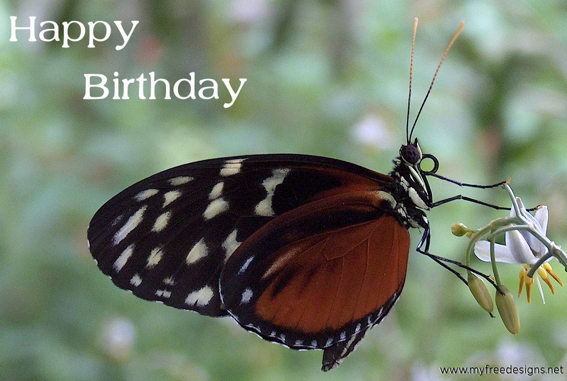 Happy Birthday Photographic eCard Tiger Heliconian Butterfly 01