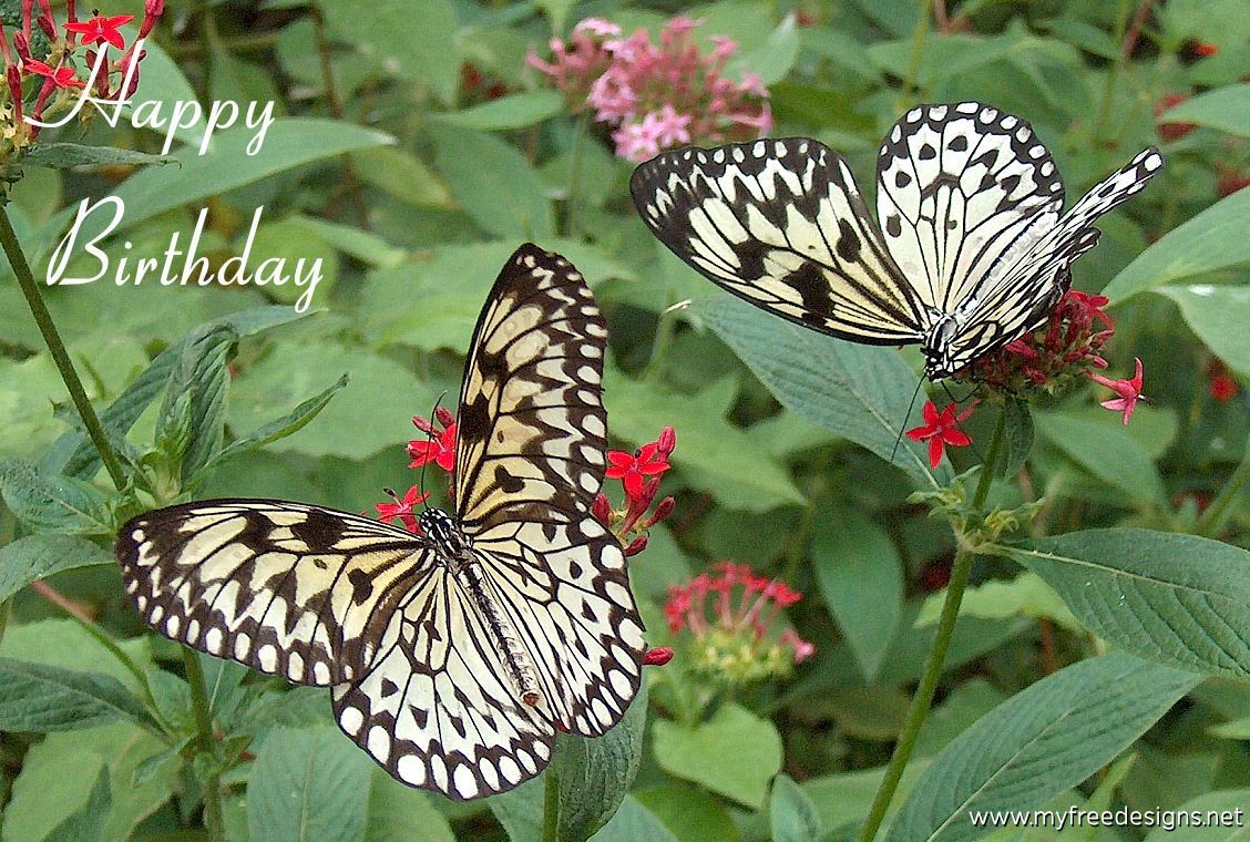 Happy Birthday Photographic eCard Tree Nymph Butterfly 01