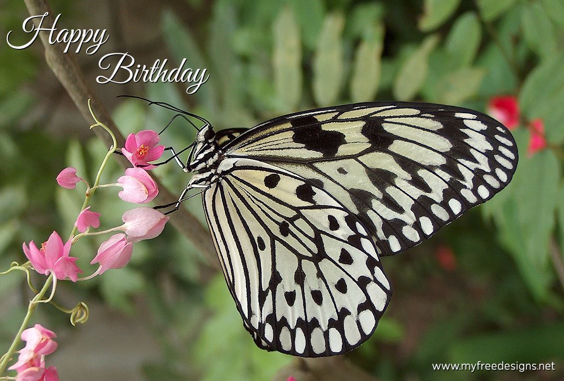 Happy Birthday Photographic eCard Tree Nymph Butterfly 01