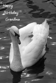 Happy Birthday Grandma Photographic Greeting Card Swan