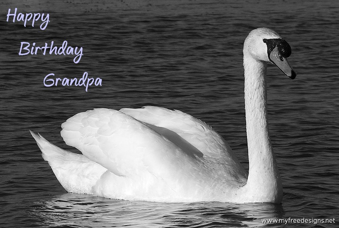 Happy Birthday Grandpa Photographic eCard Swan