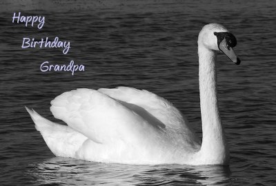 Happy Birthday Grandpa Photographic Greeting Card Swan