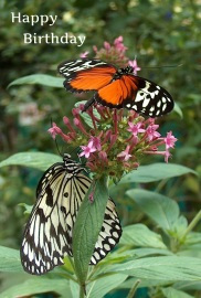 Happy Birthday Photographic Greeting Card Painted Lady Butterfly