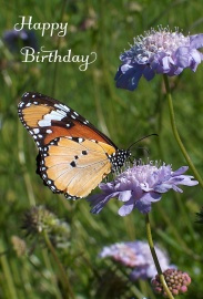 Happy Birthday Photographic Greeting Card African Monarch Butterfly 01