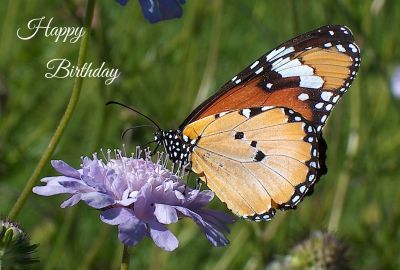 Happy Birthday Photographic Greeting Card African Monarch Butterfly 02