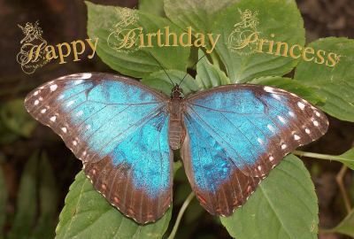 Happy Birthday Princess Photographic Greeting Card Blue Morpho Butterfly