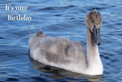 Happy Birthday Photographic Greeting Card Cygnet