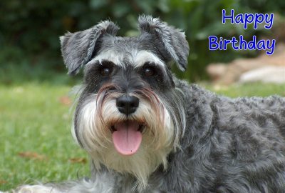 Happy Birthday Photographic Greeting Card Dog 02