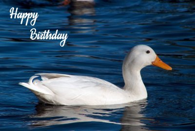 Happy Birthday Photographic Greeting Card Duck 01