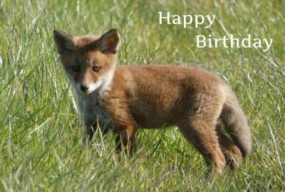 Happy Birthday Photographic Greeting Card Fox 01