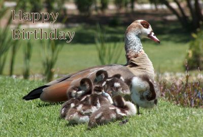 Happy Birthday Photographic Greeting Card Geese 01