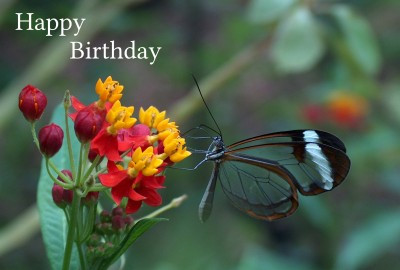 Happy Birthday PhotographicGreeting Card Glasswinged Butterfly 01