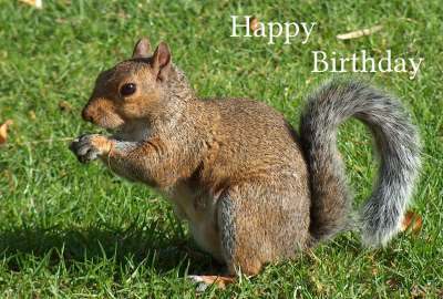 Happy Birthday Photographic Greeting Card Squirrel 01