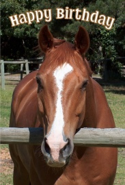 Happy Birthday Photographic Greeting Card Brown Horse 01